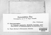 Image Associated With the Occurence